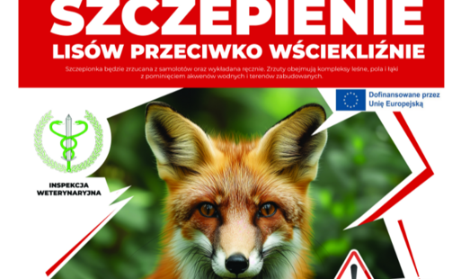Plakat Mazowieckiego Wojewódzkiego Lekarza Weterynarii informujący o szczepieniu lisów przeciwko wściekliźnie w województwie mazowieckim od 10 do 16 września 2026 roku. Szczepionki będą zrzucane z samolotów oraz wykładane ręcznie w lasach, na polach i łąk
